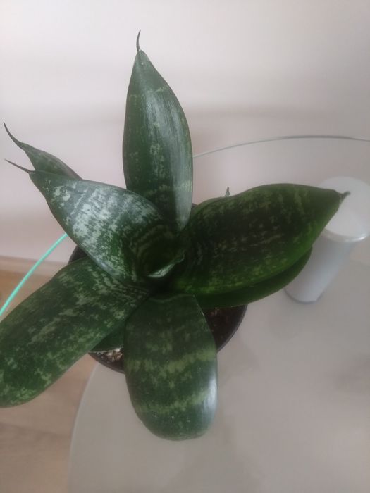 Sansevieria trifasciata 'Green Hahnii'