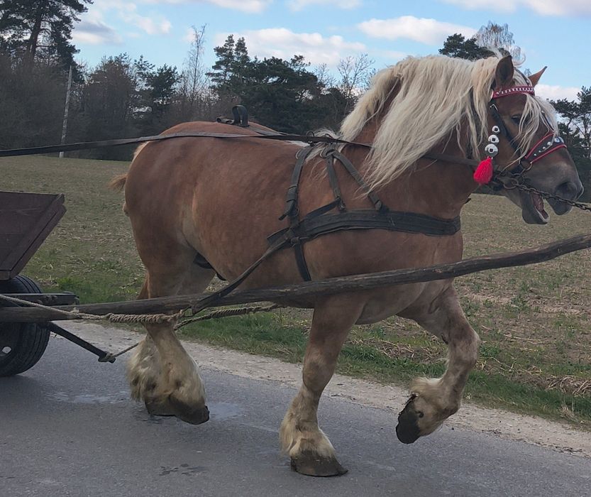 Ogier sokólski programowy