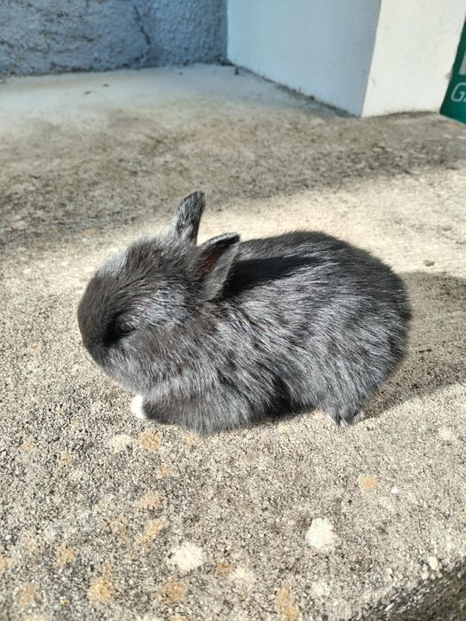 Coelho anão muito dócil