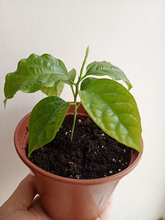 Інжир, гранат пепіно екзотичні рослини