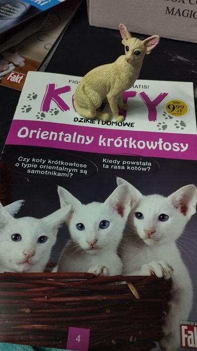 Rasy kotów - kolekcjonerskie