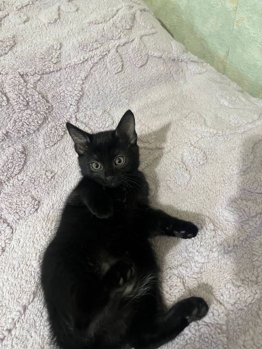 Котята 2 месяца