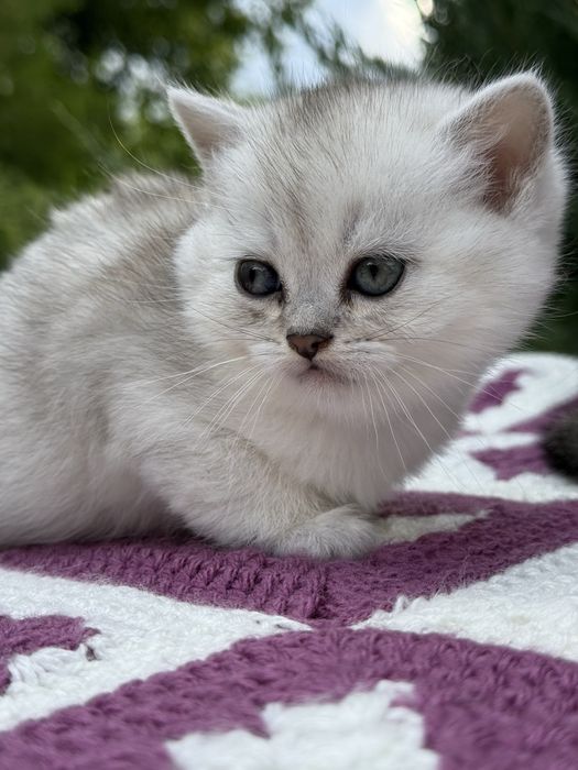Скоттиш страйт, окрас серебристая шиншилла