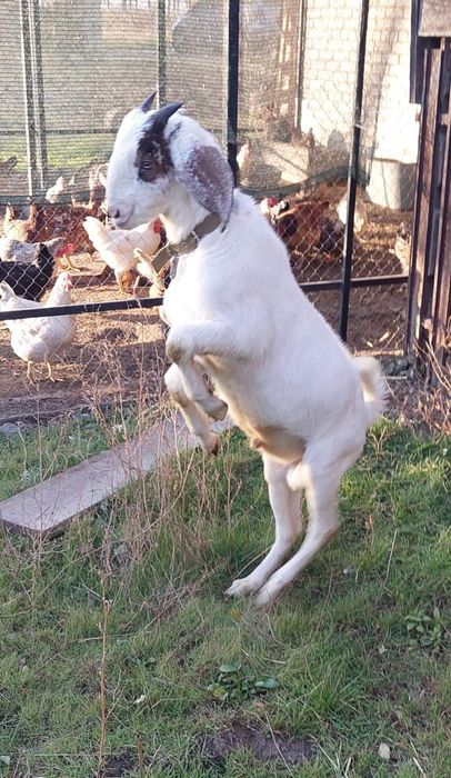 100% Англонубійський козел