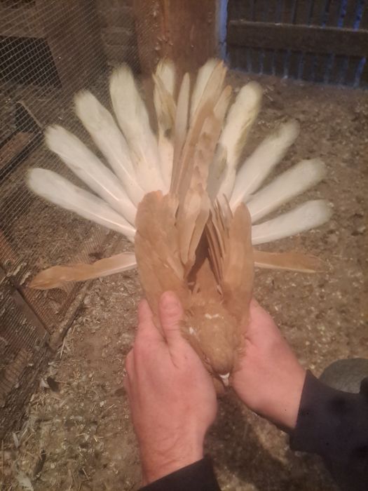 Gołebie orliki samiec