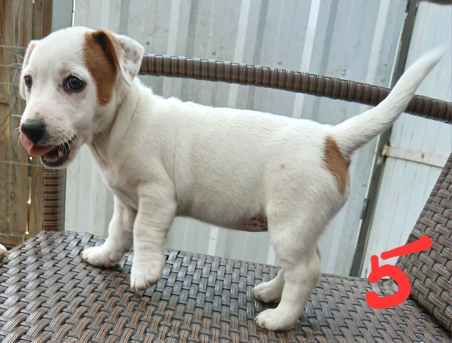 JACK RUSSEL terrier