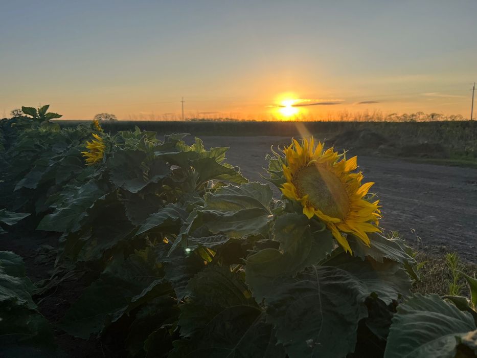 Słonecznik na kwita ciety