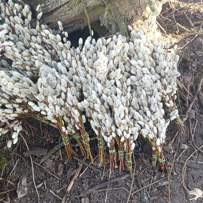 Palma wielkanocna, bazie kotki