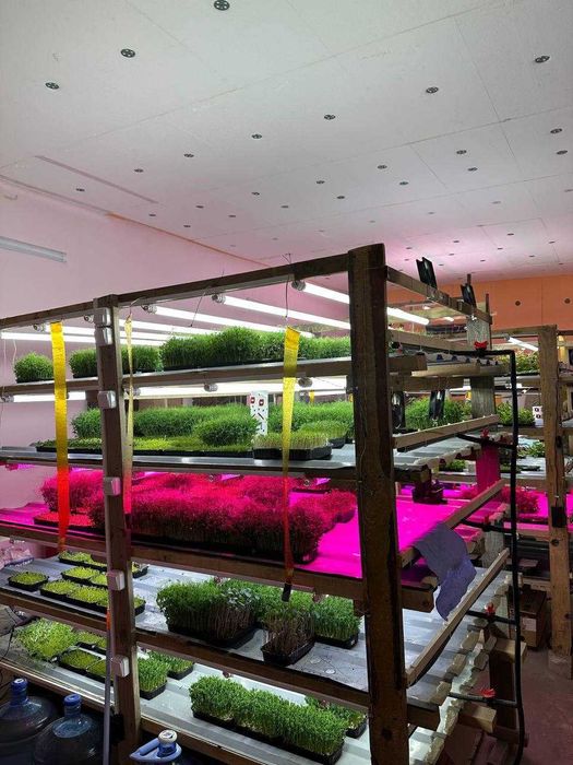 Стелаж гідропоніка, Київ