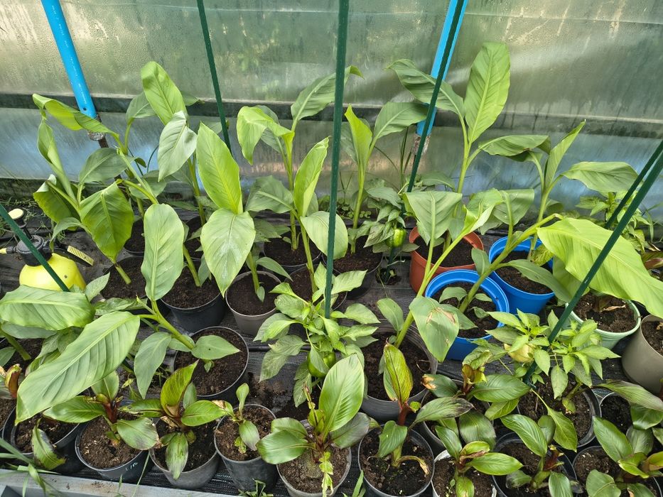 Bananowce essente ventricosum maurelii