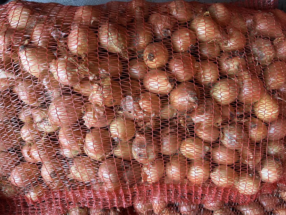 Цибуля (на перо, на їжу)