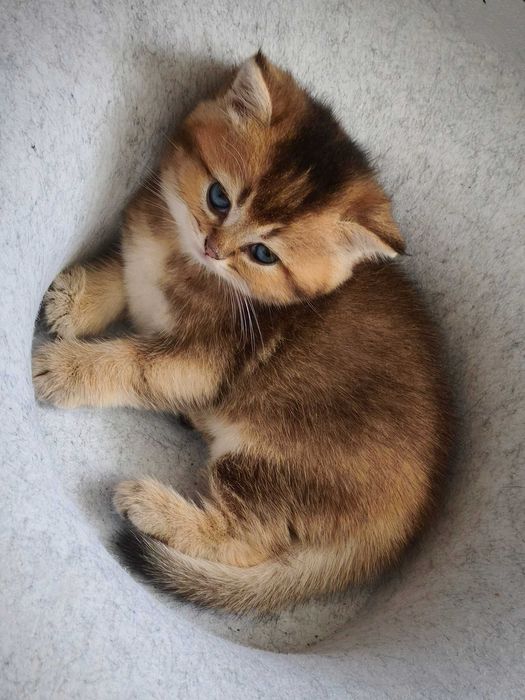 Британський котик. Кошеня золота шиншила