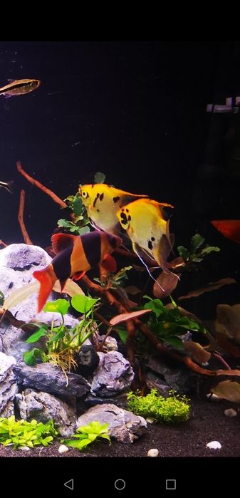 Bocja wspaniała 5 sztuk.