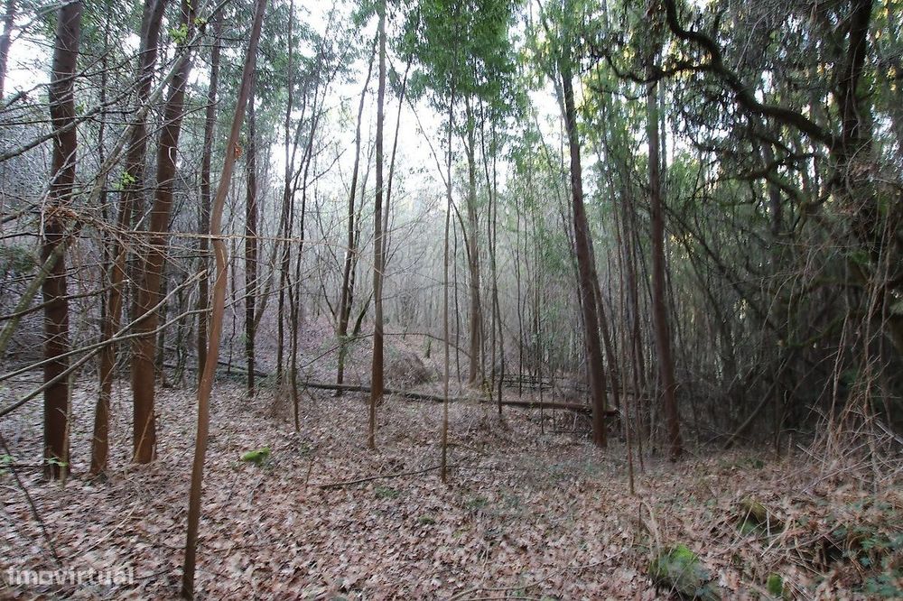 Terreno  para venda — Montaria, Viana do Castelo