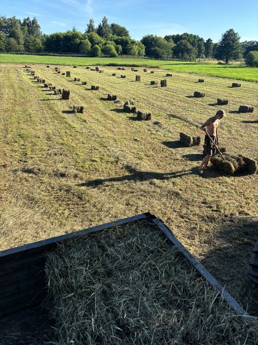 Swieże Siano w kostkach 2025