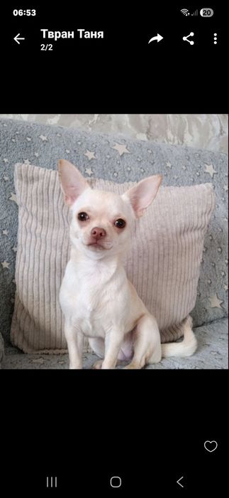 Продам чихуашок..