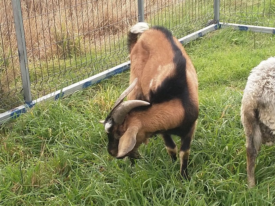 Reproduktor capek kozioł samiec