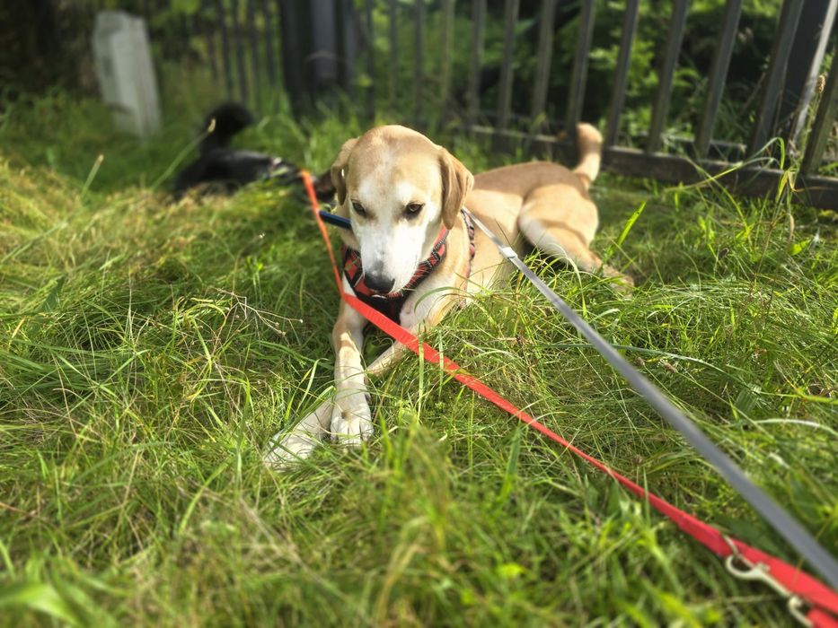 Cudowny Polo szuka domku