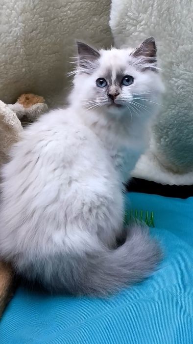 Кошенята/котенята регдол,невська маскарадна сільвер пойнт/silver point