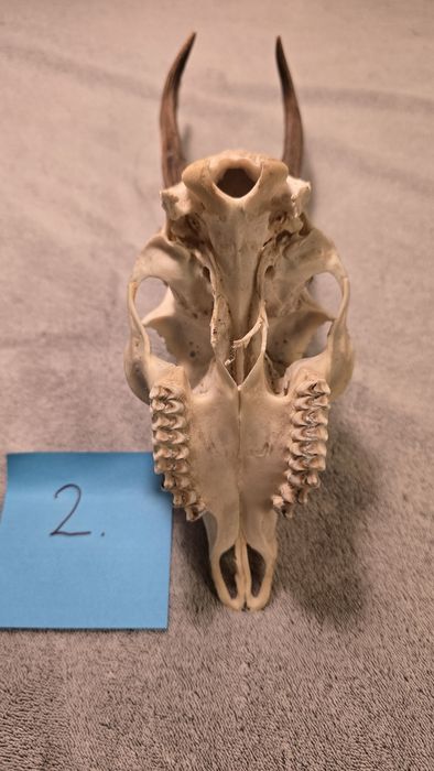 Poroże koziołka, trofeum myśliwskie.