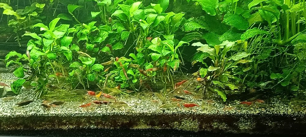 Neocaridinas vemelhos