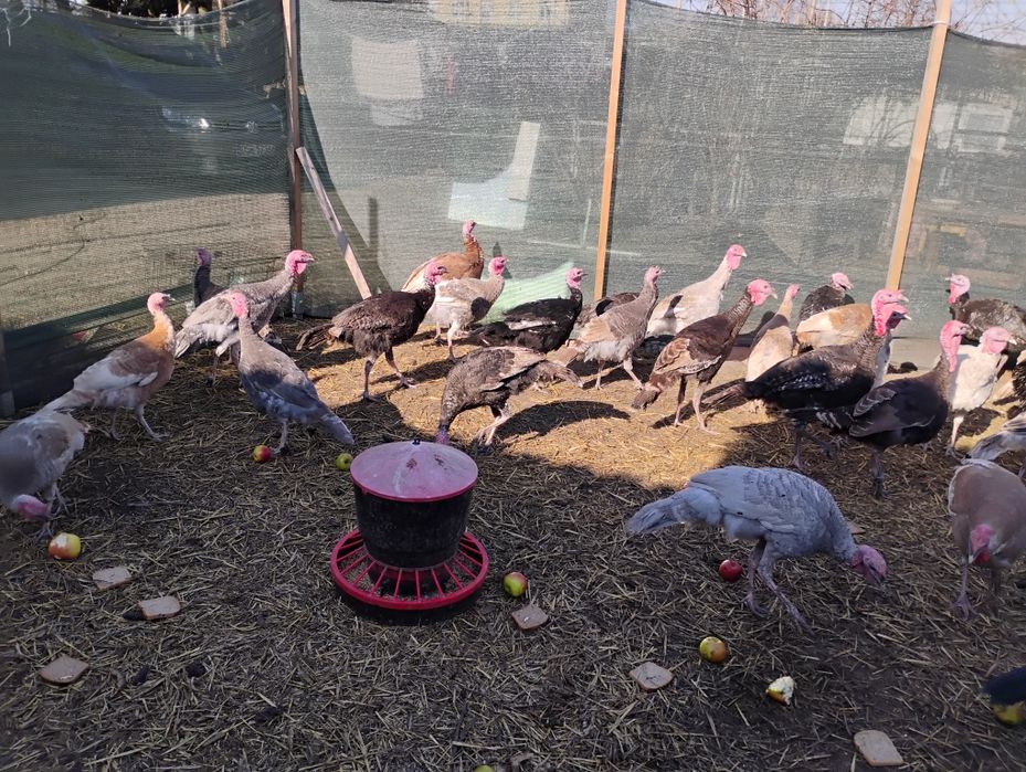 Młode indyki z lipca 2025