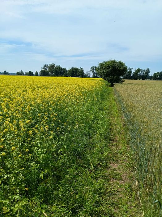 Gorczyca do siewu