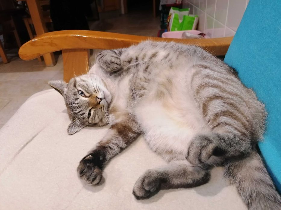 CASTRADO | Gato com as vacinas em dia disponível para adoção responsável