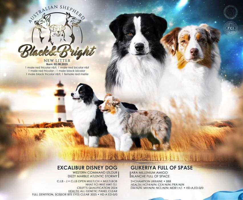 Хлопчик Австралійської Вівчарки Аусси Австралийская овчарка