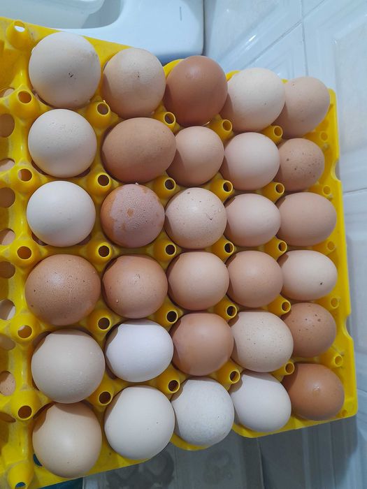 Ovos de galinha caseiros