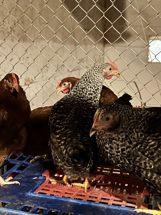 Kury, kurczęta odchowane, indyki, brojlery, kaczki, gęsi