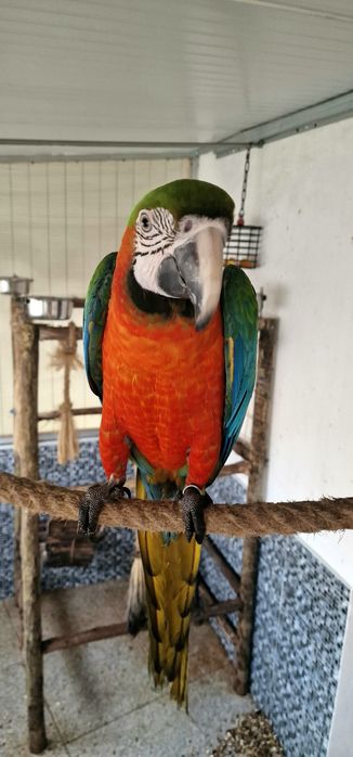 Araras Arlequim Hibridas