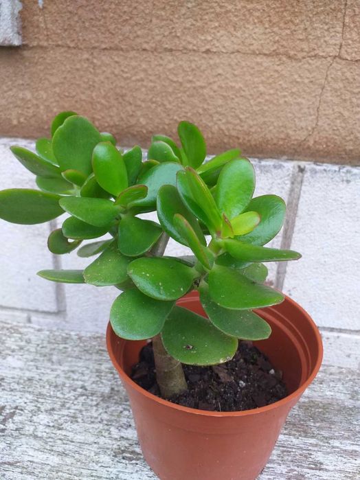 Crassula ovata planta do dinheiro