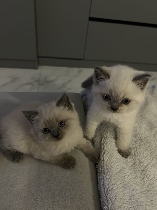 Кошенята британці