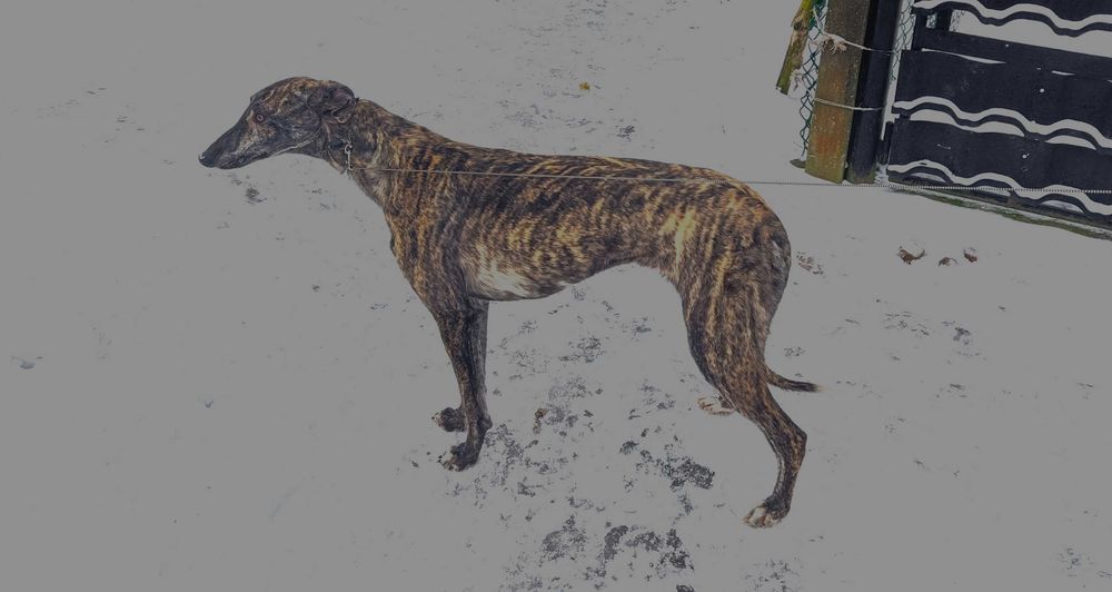Suczka młoda chart greyhound
