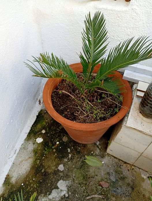 Sagu  / Cyca Revoluta