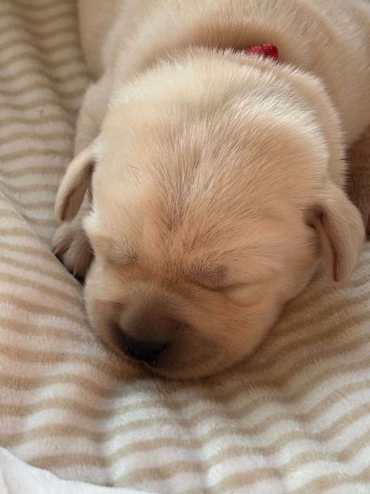 Labrador retriever,szczeniak z metryką ZKwP(FCI)