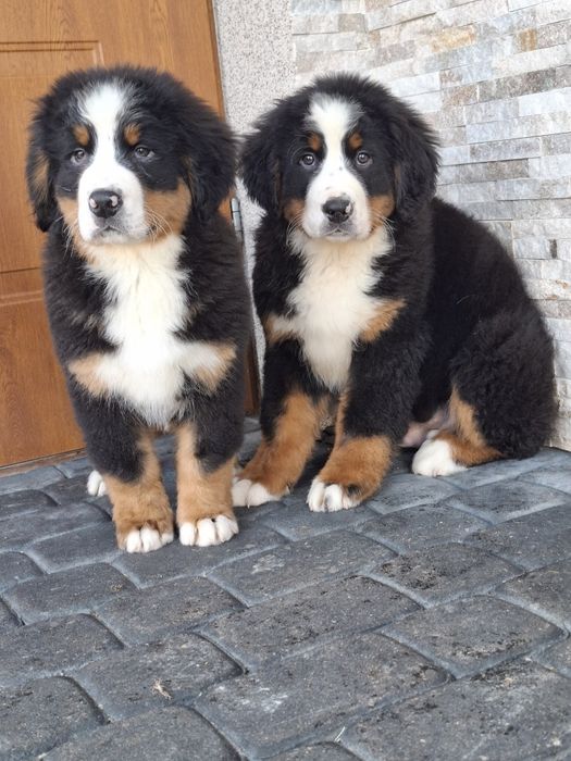 Berneński pies pasterski