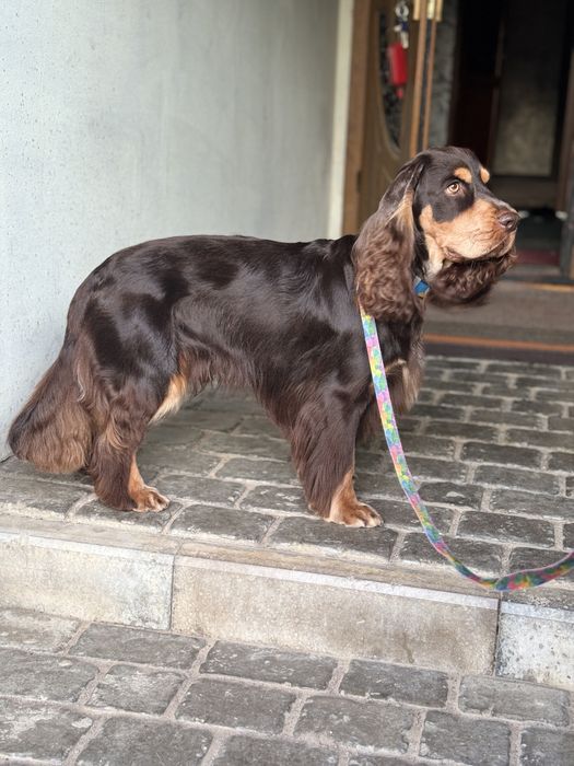 Вязка Английский Кокер спаниель , кобель розвязаный