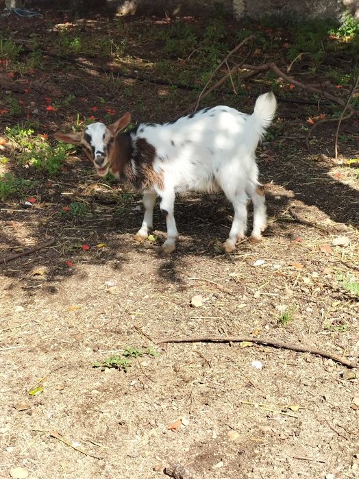 cabras anãs sem chifres