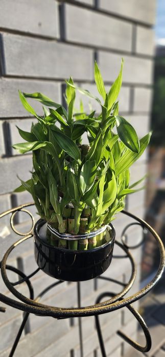 Продам бамбук в горшке