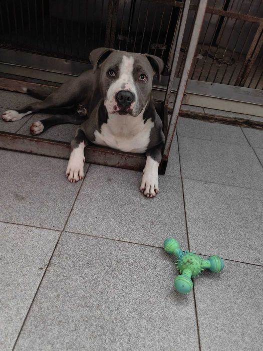 Zeus - Pitbull para adoção