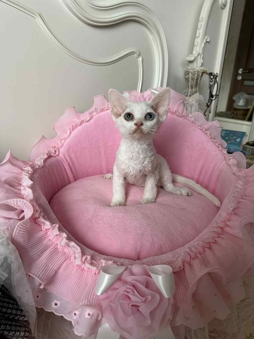 Kotka Devon Rex z paszportem heterochromia, różnooka, od