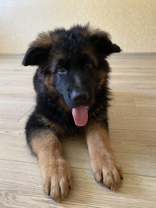 Кобель німецька вівчарка вʼязка