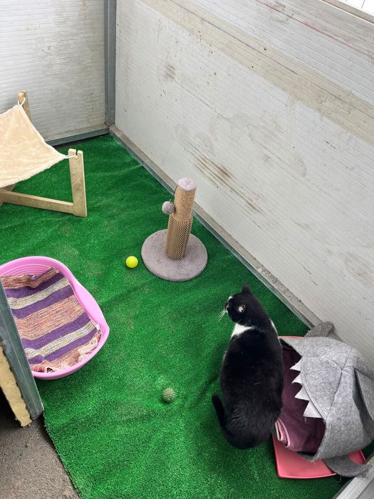 Petra- A “Refilona” que merece uma oportunidade!