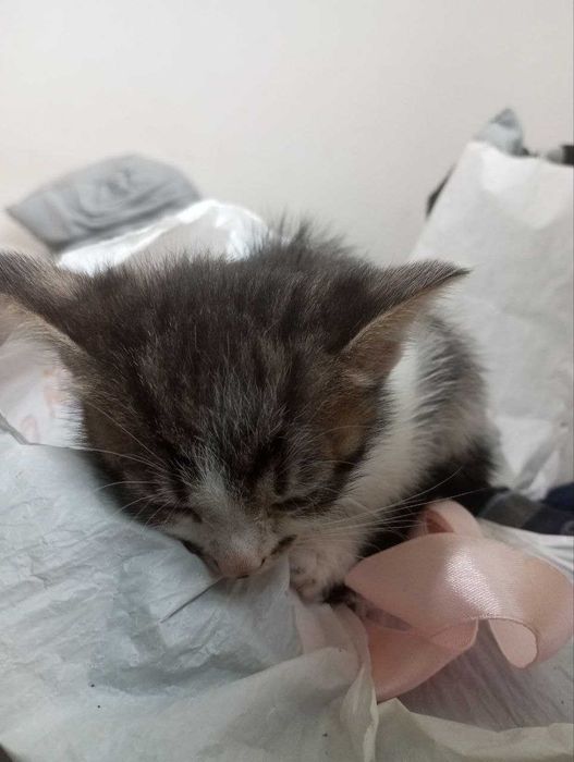 Віддам в добрі руки 3 кошенята