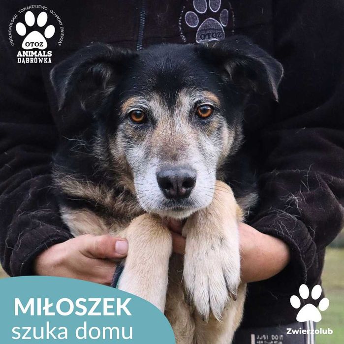 Miłoszek szuka domu!
