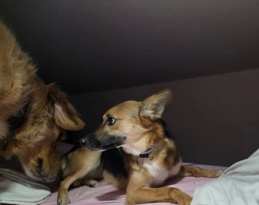 Mała Sasanka szuka domu