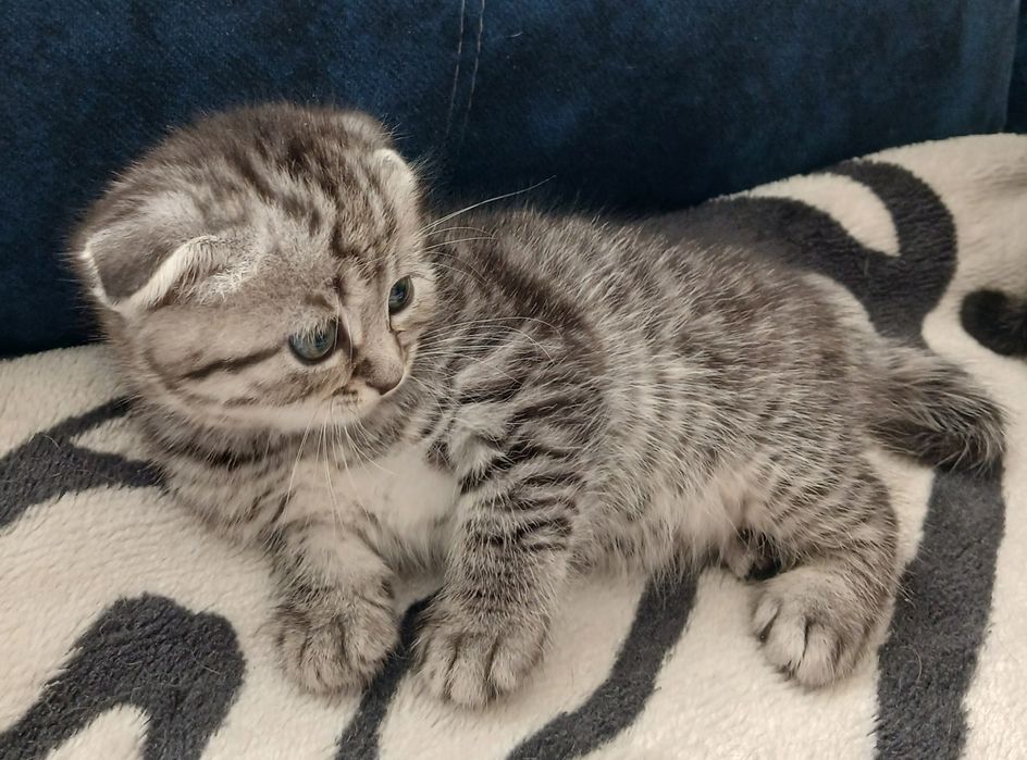 Продам британських кошенят