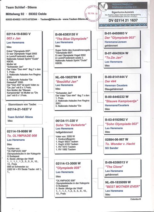 Młode para 94 Leo Heremans Inbred Turo Rossi gołąb gołębie pocztowe